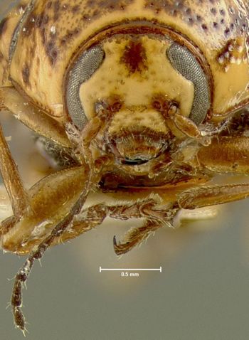 Media type: image;   Entomology 24998 Aspect: head frontal view